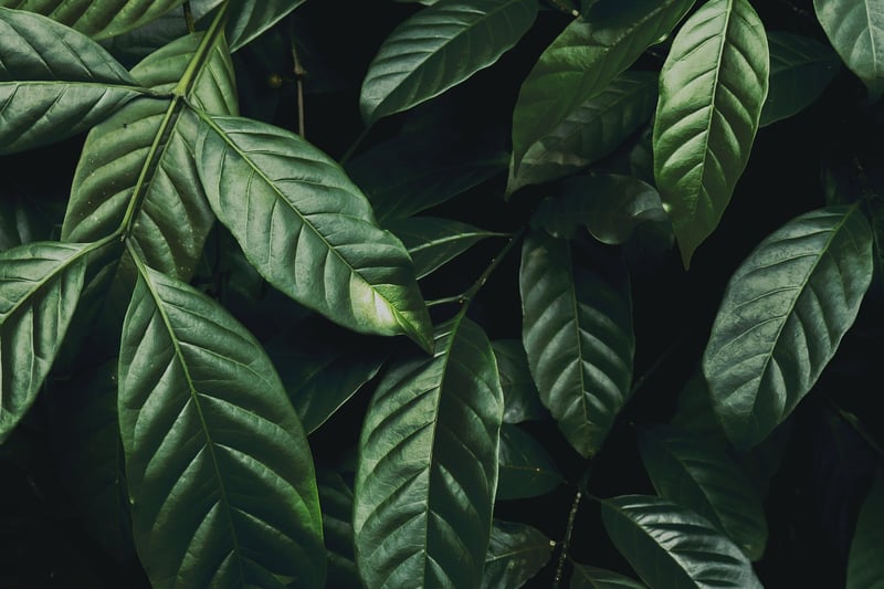 Urban jungle